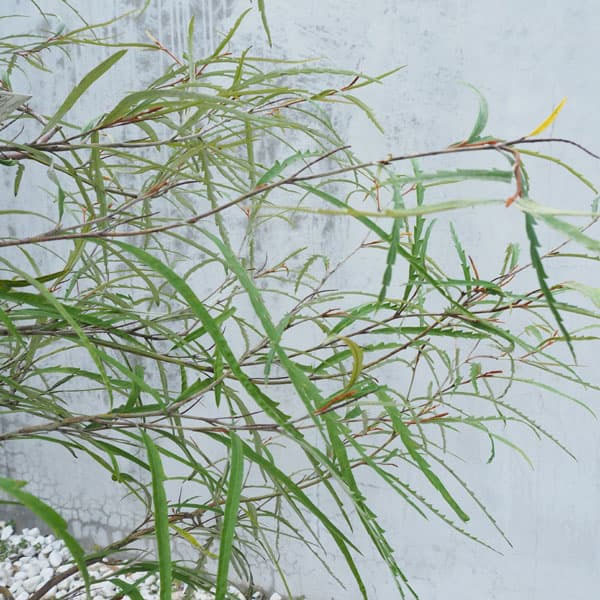 グレビレア：ロンギフォリア3号ポット