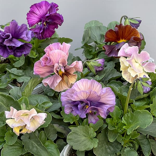 パンジー：フェデネージュ　クレープノーブル3.5号ポット