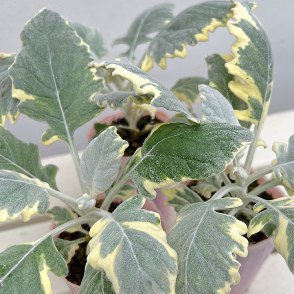 シロタエギク（ダスティミラー）：バニラッテ（斑入り）2.5号ポット