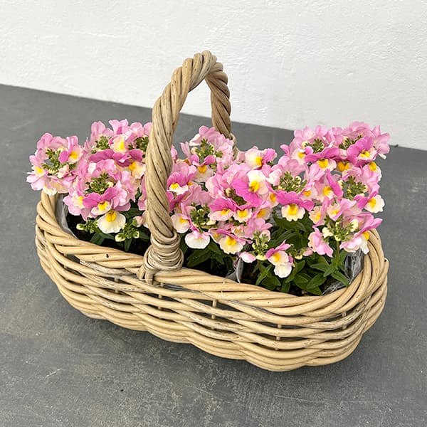 園芸ネット本店｜季節のミニ寄せ植え：ネメシア・エッセンシャル