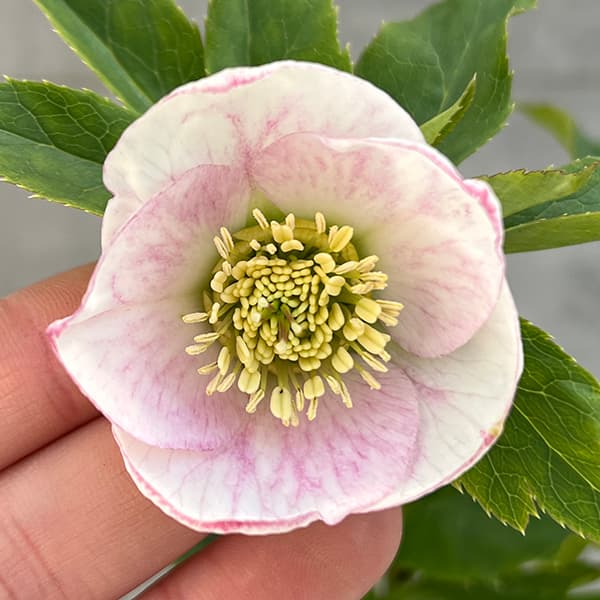 園芸ネット本店｜花郷園さんのクリスマスローズ：25-14シングル／4.5号