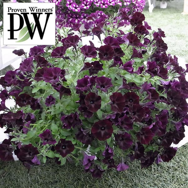 ペチュニア：スーパーチュニア　スワローブラック3号ポット*