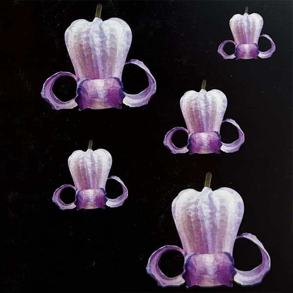 クレマチス　クリスパエンジェル実生苗　ネコポス発送‼️ 2025年最新】クリスパエンジェルの人気アイテム - メルカリ