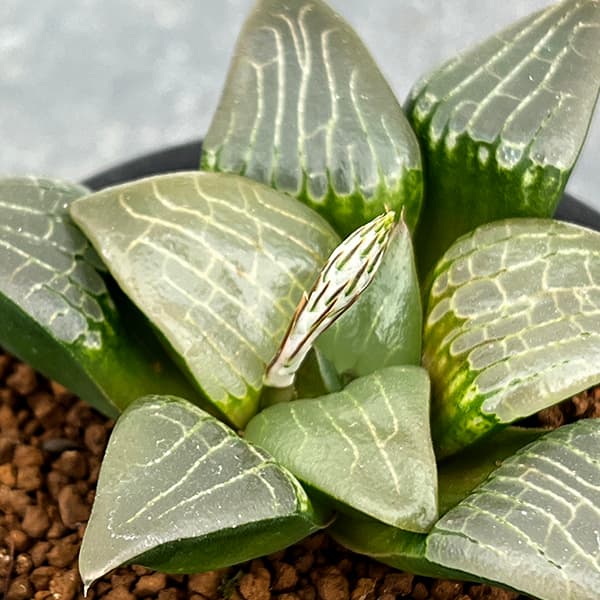 園芸ネット本店｜ハオルチア：阿房宮 3号鉢植え の通販【公式】