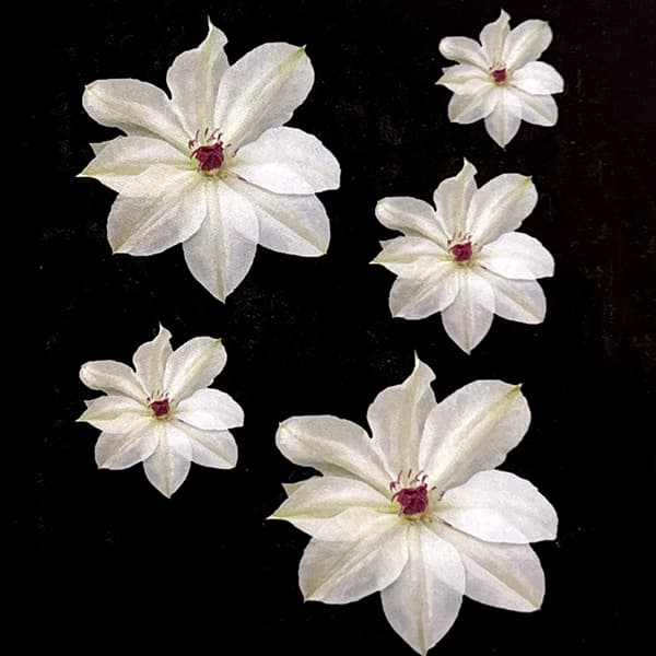 クレマチス：スイゼンジ（水前寺）4号ポット（パテンス系)