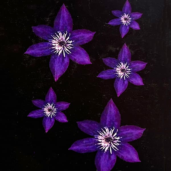 【限定セット】ラベル付きクレマチス4品種❤️流星❤️他 楽天市場】予約販売 クレマチス 流星 5号鉢 リュウセイ 登録品種 送料