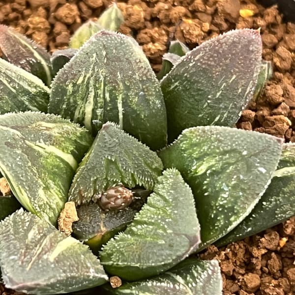 園芸ネット本店｜ハオルチア：タイガーピグ 2.5号鉢植え の通販【公式】