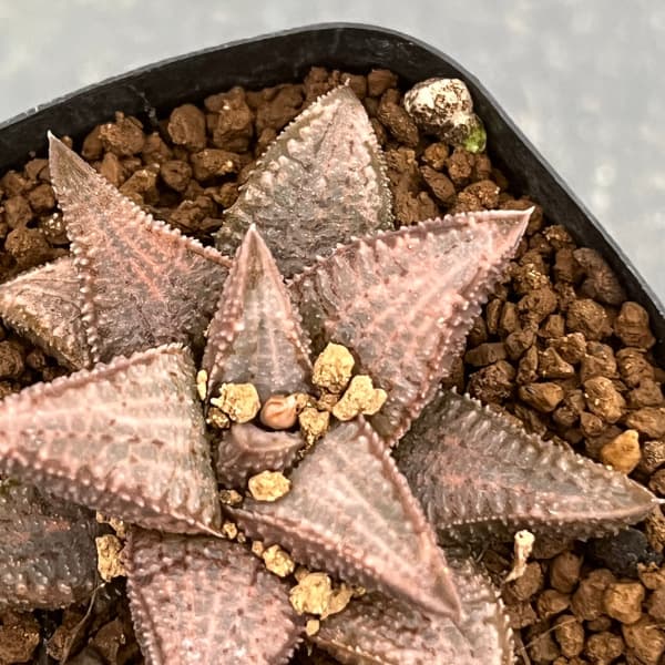 ハオルチア:シルバータランチュラ 2.5号鉢植え の通販 | 園芸ネット ハオルチア:シルバータランチュラ 2.5号鉢植え の通販 | 園芸ネット
