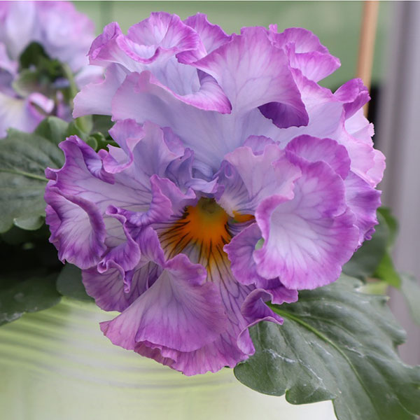 [25年11月中下旬予約]パンジー（フリル咲き）：シュガーボンボン（ブルーパープル系）3-3.5号ポット