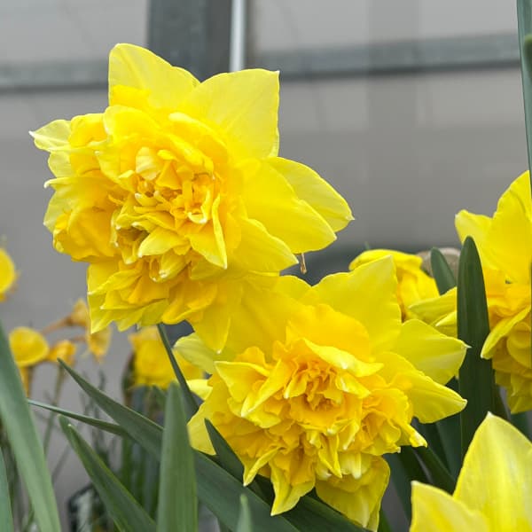 園芸ネット本店｜水仙：ディックウェルデン1球植え3.5号ポット の通販