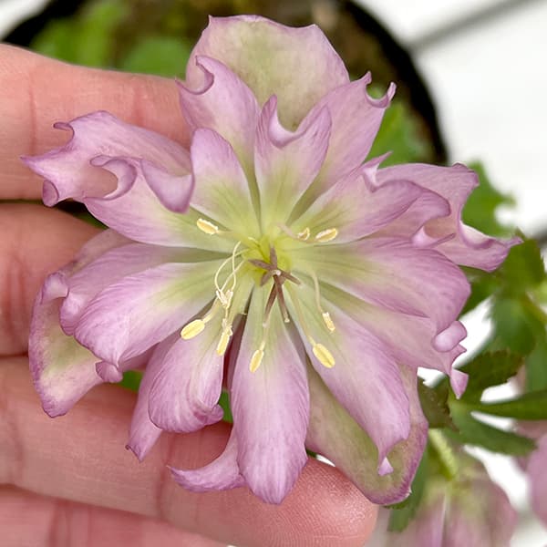 園芸ネット本店｜松村ナーセリーさんのクリスマスローズ：25-134くる