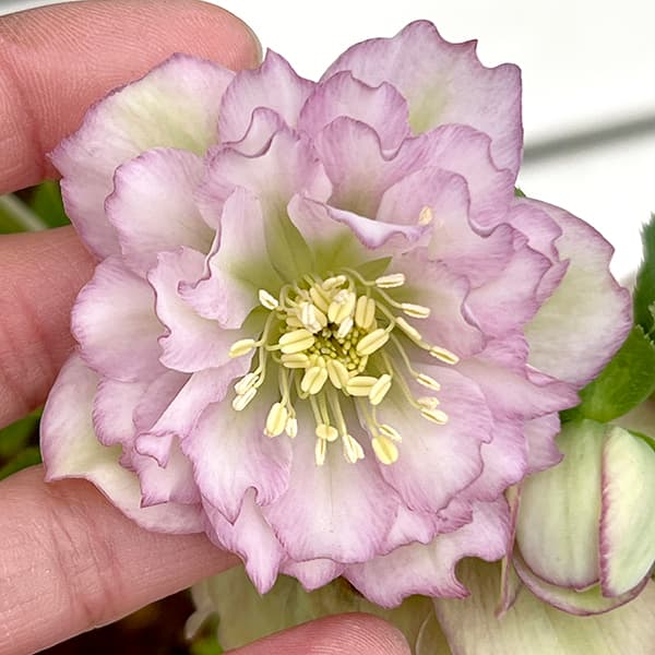 ㉖-137クリスマスローズ ㉖-298クリスマスローズ - メルカリ