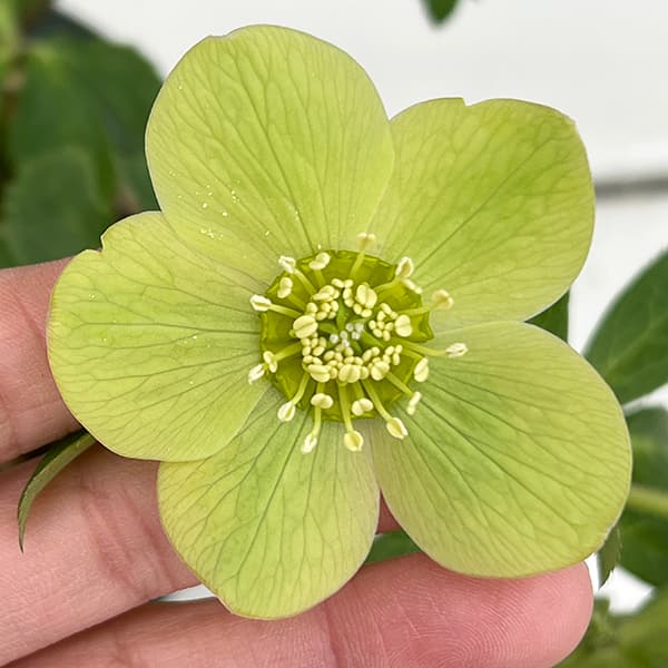 園芸ネット本店｜松村ナーセリーさんのクリスマスローズ：25-139