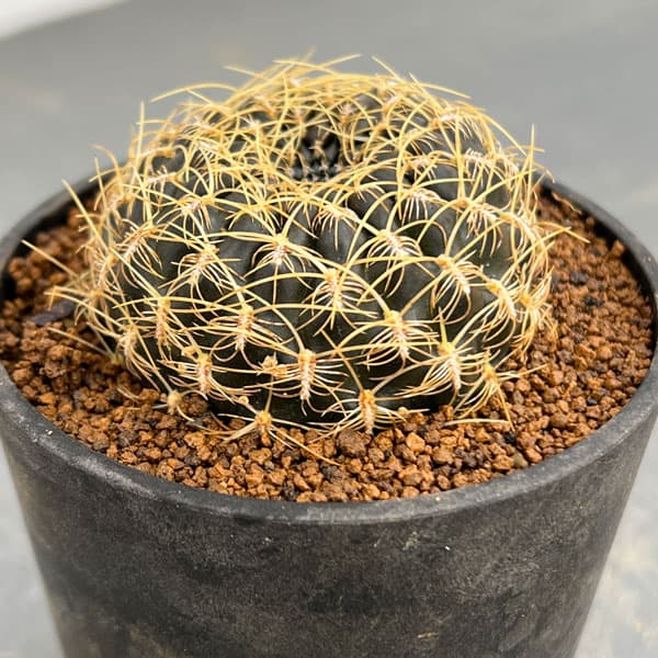 園芸ネット本店｜スルコレブチア：ムスキーカミエンシスaff.HS189 3号