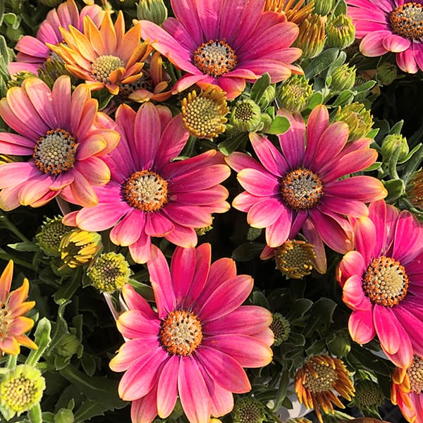 オステオスペルマム：フラワーパワー　ピンクサン3.5号ポット 3株セット