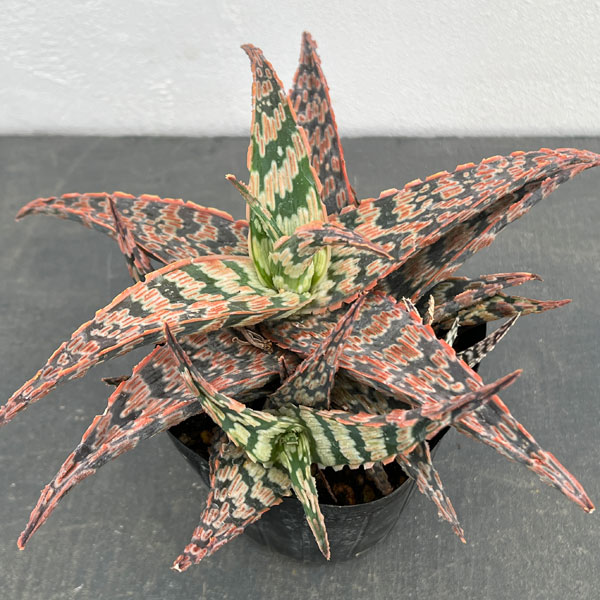 アロエ：サイドワインダー　3.5号ポット