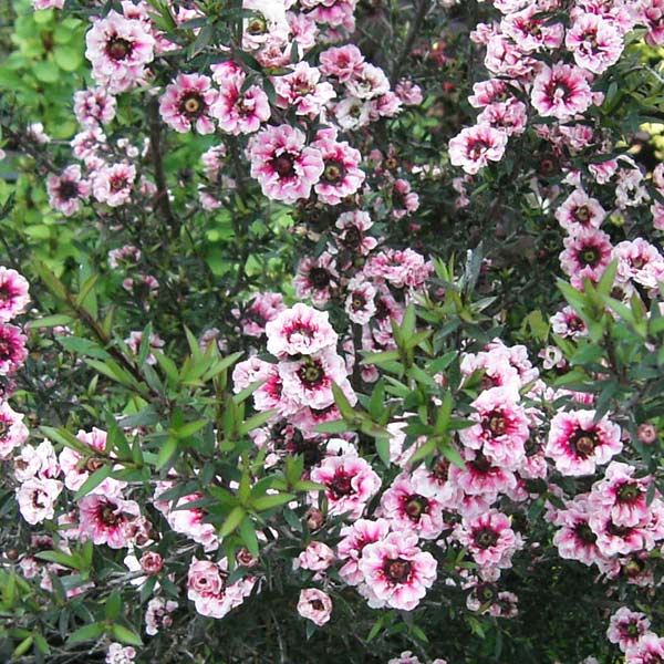 園芸ネット本店｜ギョリュウバイ：薄ピンク八重4号ポット の通販【公式】