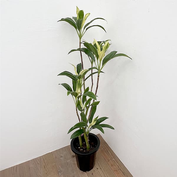 園芸ネット本店｜ドラセナ：spホワイト 8号鉢植え の通販【公式】