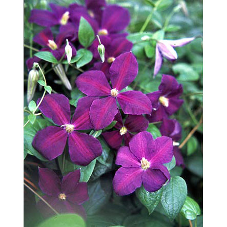 クレマチス：ジャックマニー2.5号ポット(ジャックマニー系)