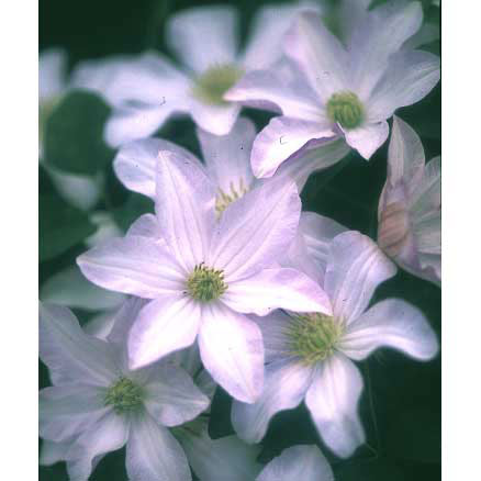 園芸ネット本店｜クレマチス：フルディーン2.5号ポット(ジャックマニー