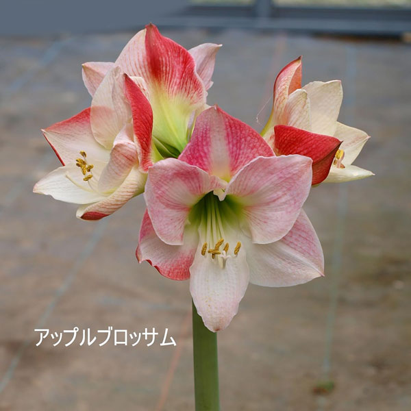 [25年12月上中旬予約]ポットアマリリス　アップルブロッサム（薄ピンク）鉢植え