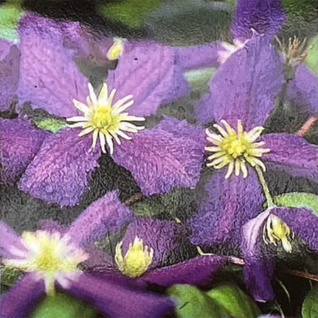 クレマチス：ジョルマ2.5号ポット(ジャックマニー系) の通販