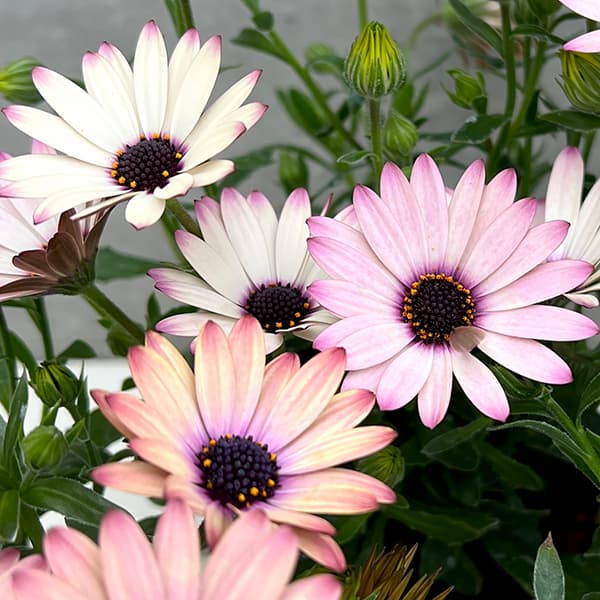 園芸ネット本店｜オステオスペルマム：マジックピンク3.5号ポット 6株