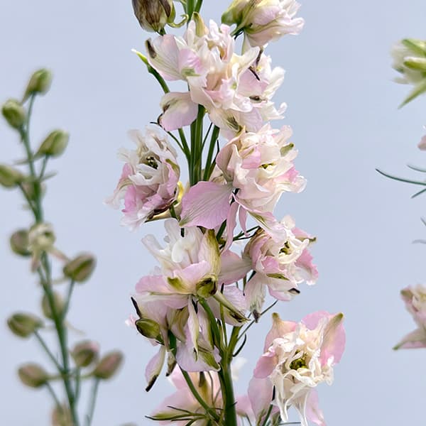 チドリソウ（千鳥草・ラークスパー）：ファンシーピンク3.5号ポット 6株セット