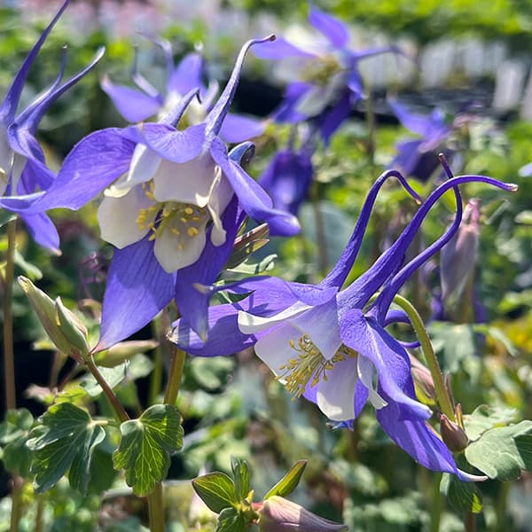 西洋オダマキ：キリガミ　ディープブルー＆ホワイト3.5号ポット*