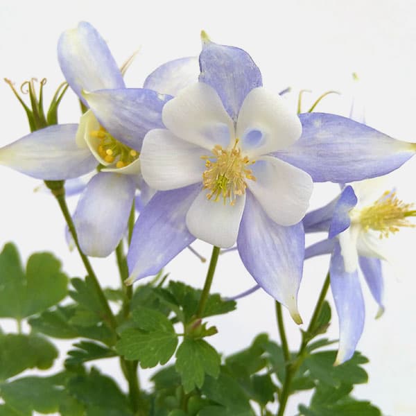 西洋オダマキ：キリガミ　ライトプブルー＆ホワイト3.5号ポット*