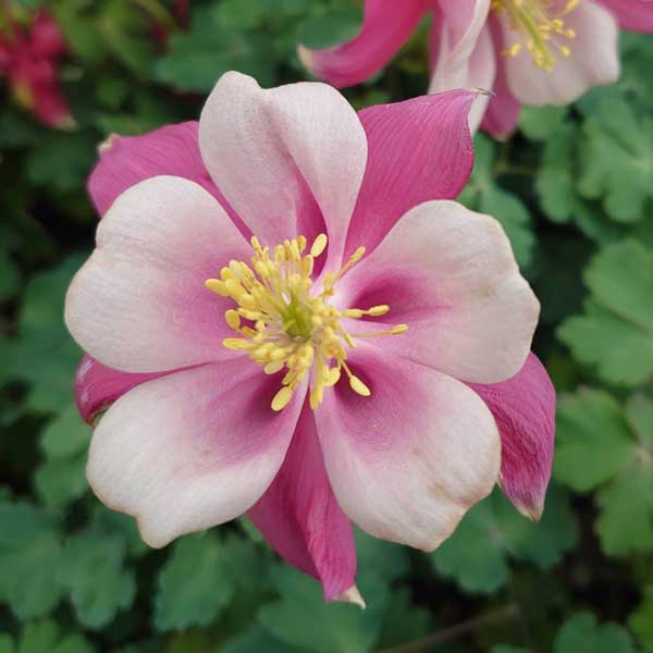 西洋オダマキ：キリガミ　ローズ＆ピンク3.5号ポット*