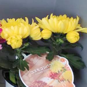 ポットマム・コスモコンパクト　イエロー3.5号ポット