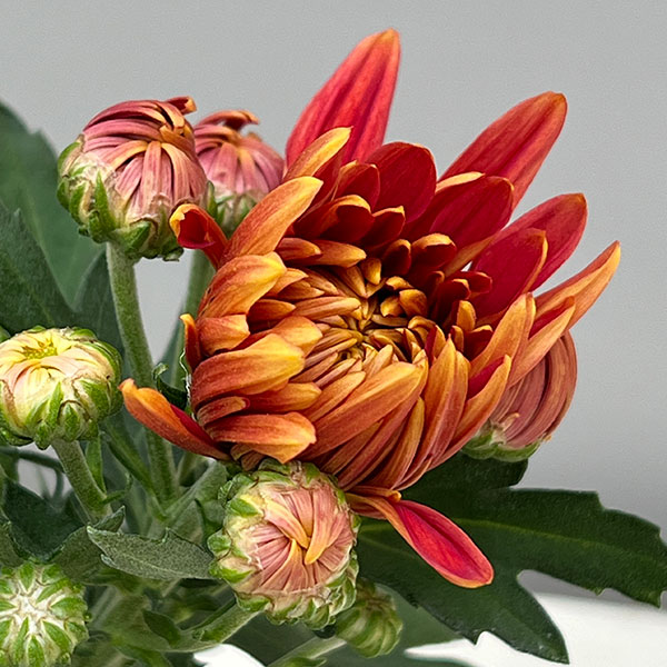 ポットマム・コスモコンパクト　ブロンズ3.5号ポット