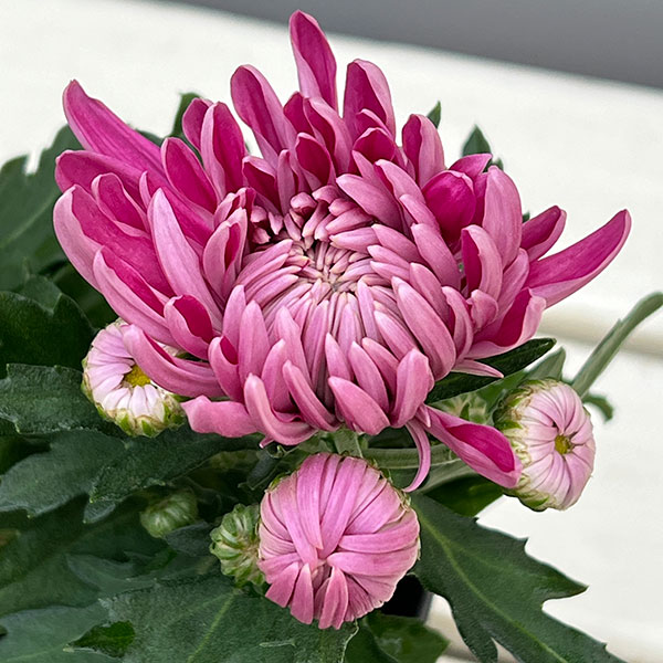 ポットマム・コスモコンパクト　パープル3.5号ポット