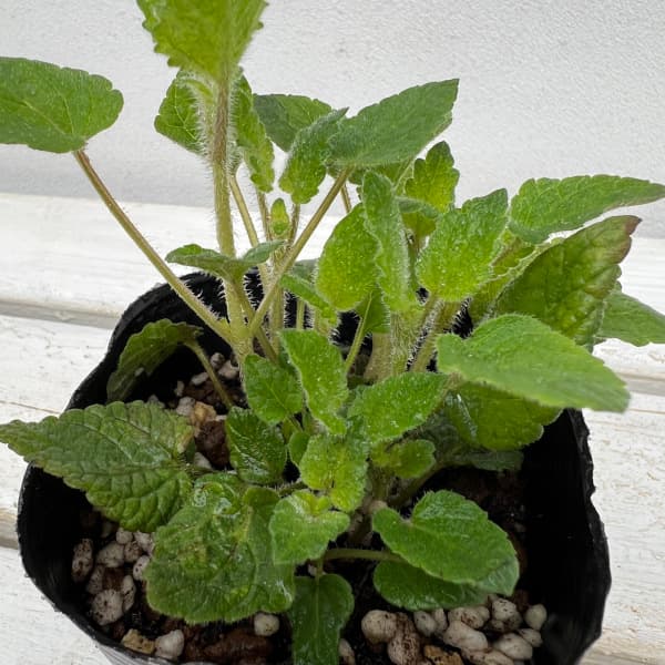 オレンジバーム4号ポット