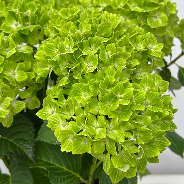 [26年2月中下旬予約]アジサイ：マジカルラプソディ 3-3.5号ポット