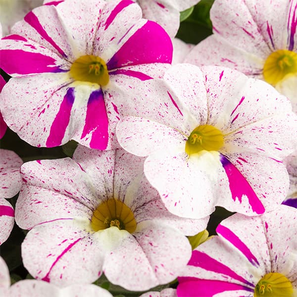 園芸ネット本店｜カリブラコア：セレブレーション グラフィティ5号