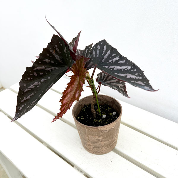 園芸ネット本店｜ベゴニア：ダウンタウン 4号鉢植え の通販【公式】