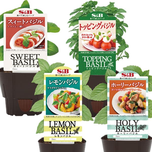 [26年4月下旬予約]S＆Bお試しバジル4種セット3号ポット