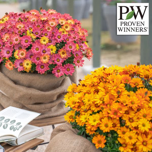 オステオスペルマム：キャンディフィールズシリーズ2種セット　3号ポット