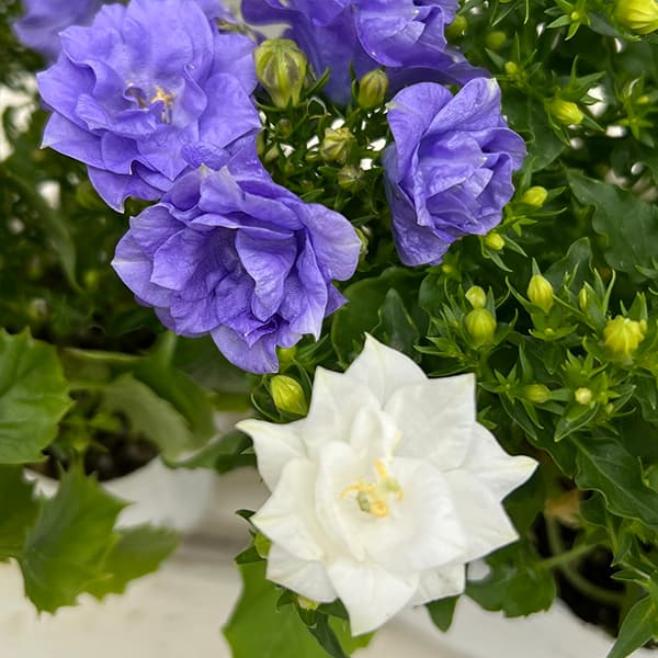 カンパニュラ・ブルーライクミーとホワイトライクミーの苗セット