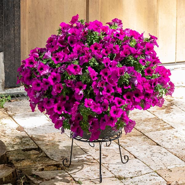 [送料無料]ペチュニア：サフィニア　プレミアムシリーズ　パープル3.5号ポット (R) 24株セット