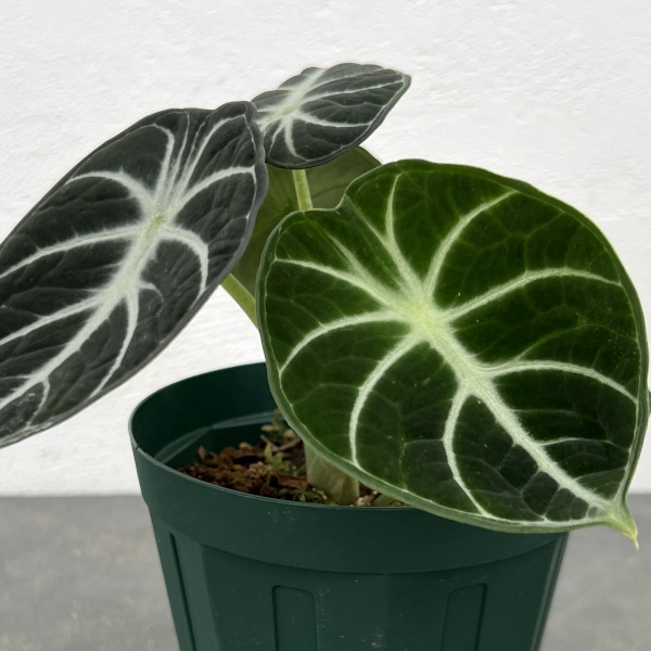 アロカシア：ニンジャ　4号鉢植え