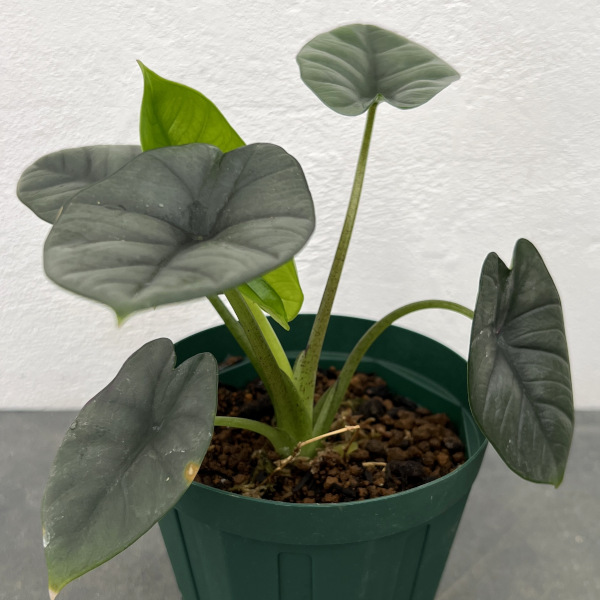 園芸ネット本店｜アロカシア：ビスマ 4号鉢植え の通販【公式】