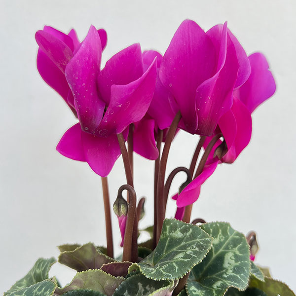 シクラメン：ドリームスケープ　ブライトパープル3.5号ポット