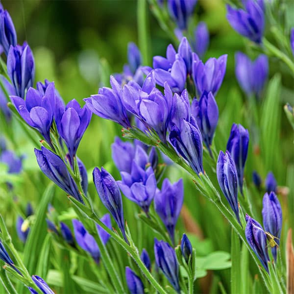 バビアナ　パープル系　4.5号鉢植え