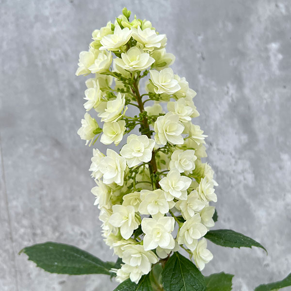 カシワバアジサイ：スノーフレーク(八重）4号鉢植え*