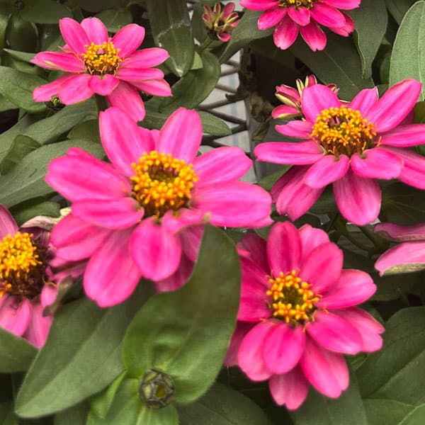 [26年5月中下旬予約]ジニア：ベリーズ ローズ（一重）3.5号ポット