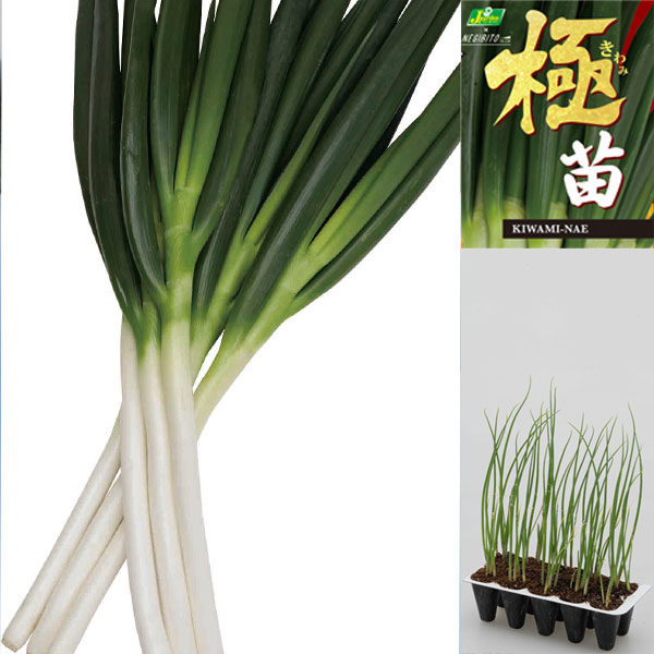 [25年10月中下旬予約]ねぎプラグ苗「極苗」：秋植え白ねぎ　10セル（30本前後）