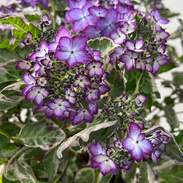 ヤマアジサイ：陽炎（カゲロウ）ブルー7号鉢植え